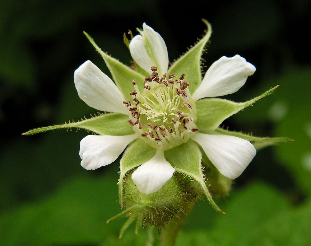 Image of Rubus matsumuranus specimen.