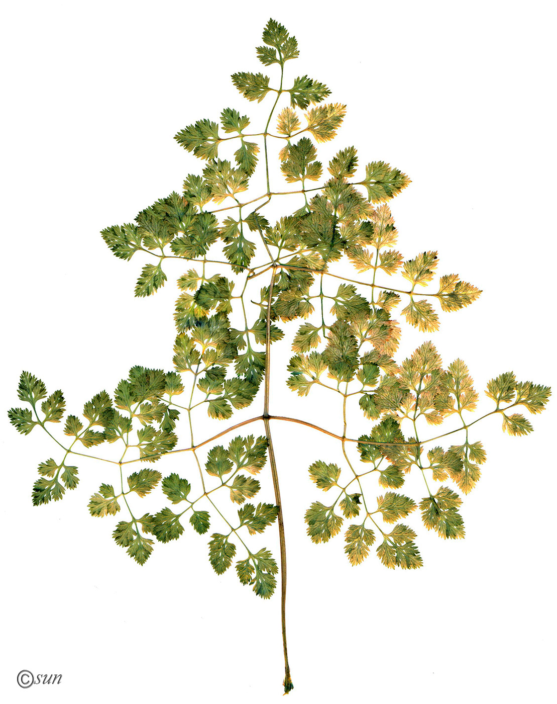 Image of Anthriscus cerefolium specimen.