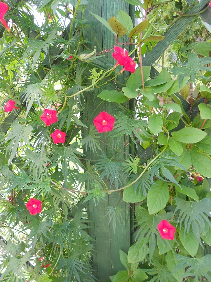 Image of Ipomoea &times; multifida specimen.