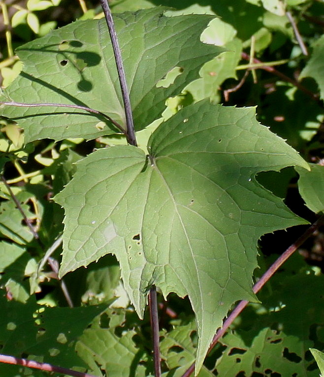 Image of Kirengeshoma palmata specimen.