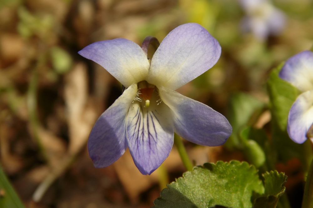 Image of Viola suavis specimen.