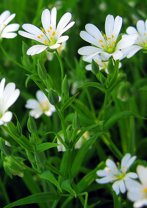 Image of Stellaria holostea specimen.