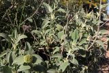 Phlomis fruticosa. Зацветающие растения с прошлогодними соплодиями. Греция, п-ов Пелопоннес, окр. г. Катаколо. 18.03.2014.