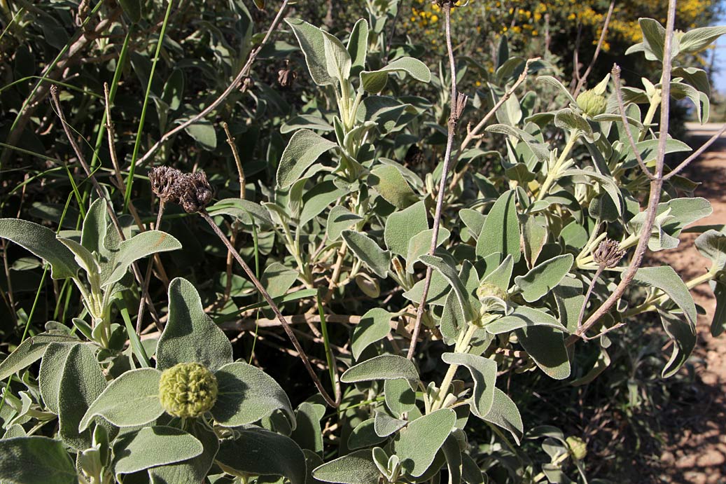 Image of Phlomis fruticosa specimen.