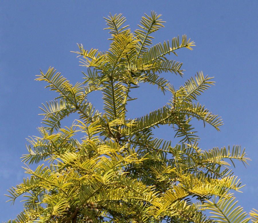 Image of Torreya nucifera specimen.