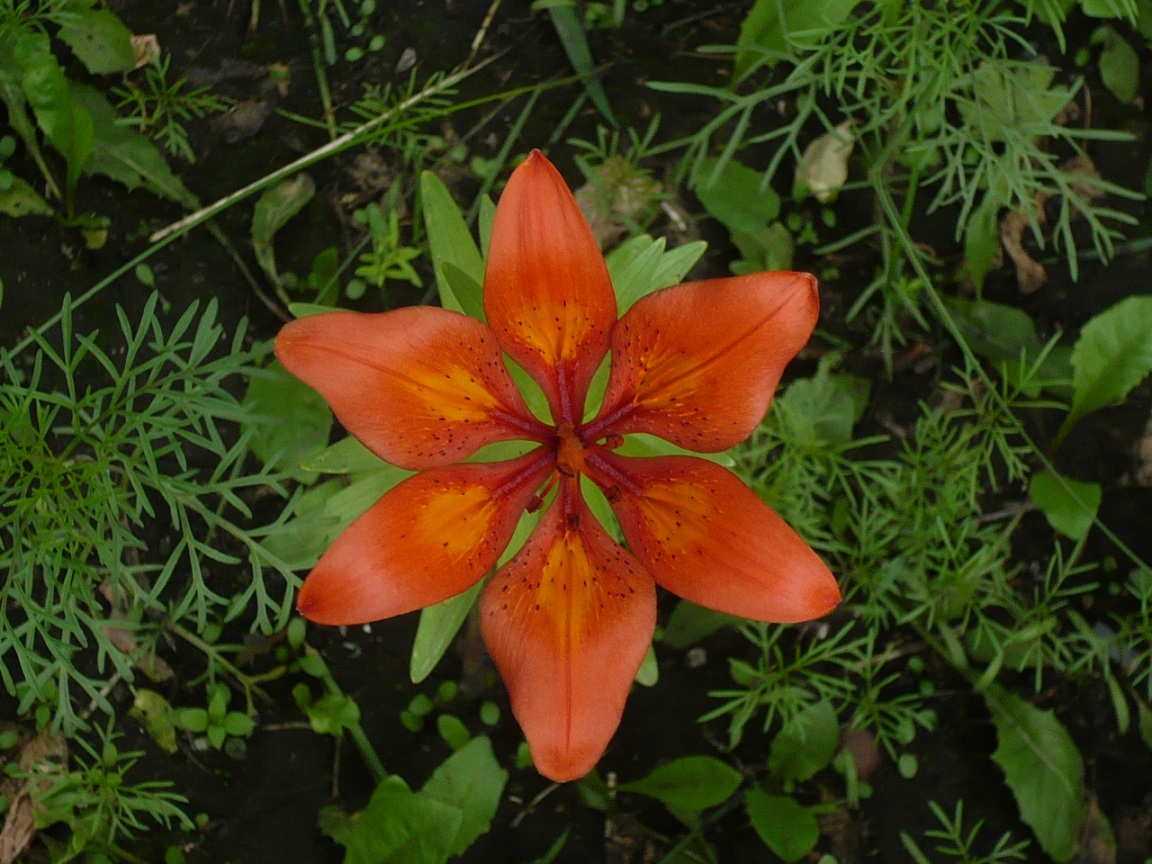 Image of Lilium pensylvanicum specimen.