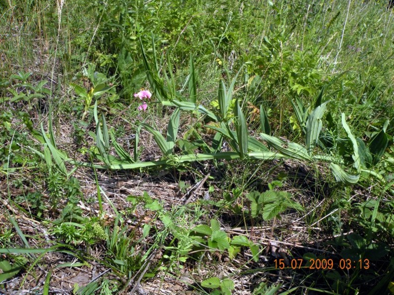 Изображение особи Lathyrus sylvestris.