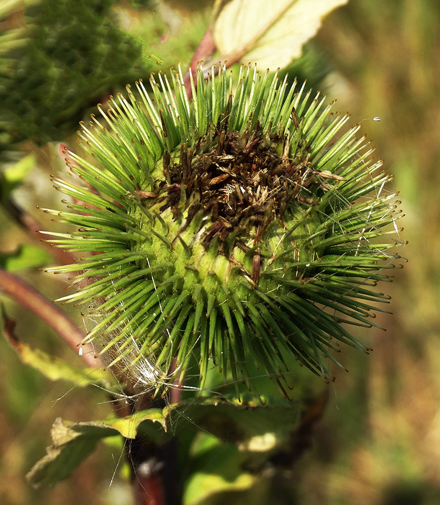 Image of Arctium lappa specimen.