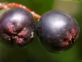 Cotoneaster lucidus. Плоды. Германия, г. Кемпен, шумозащитный вал. 21.08.2014.