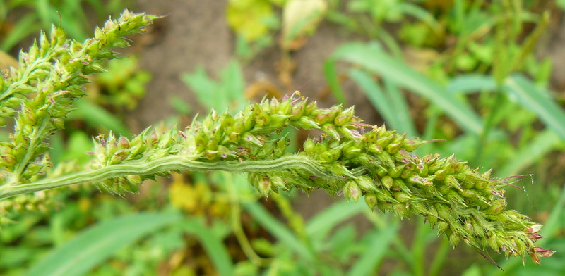 Изображение особи Echinochloa crus-galli.