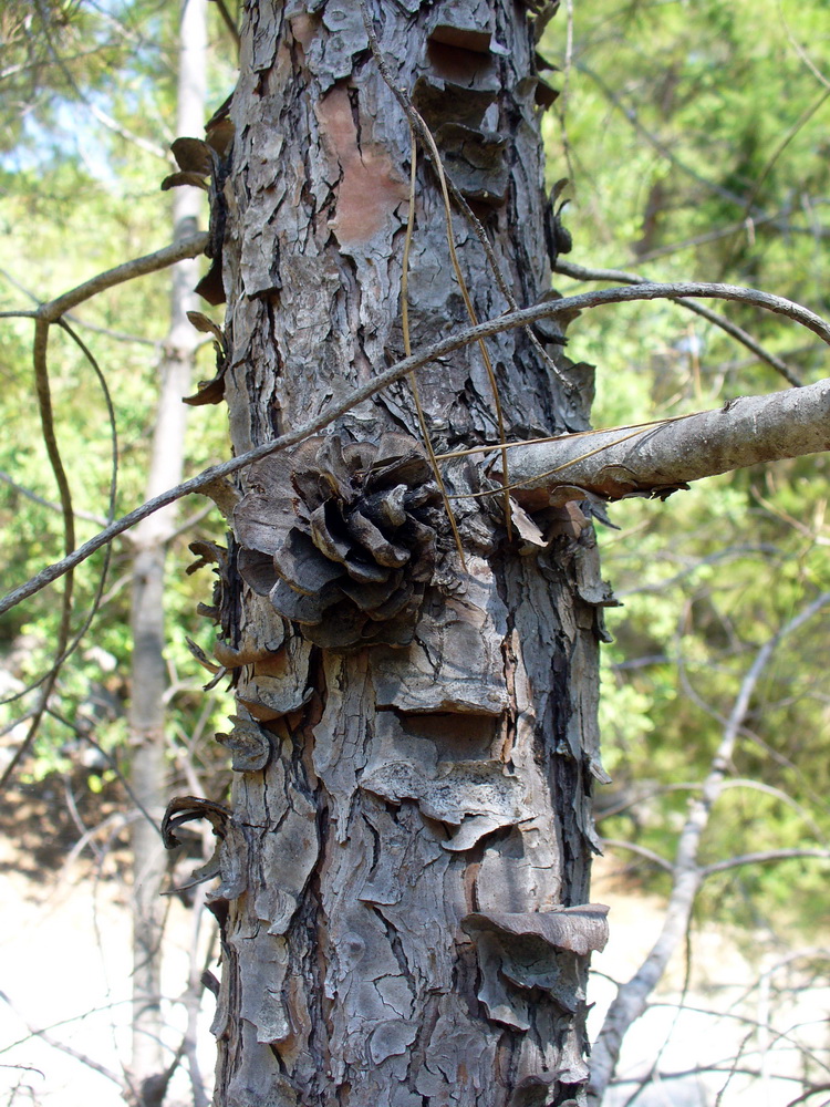 Image of Pinus brutia specimen.