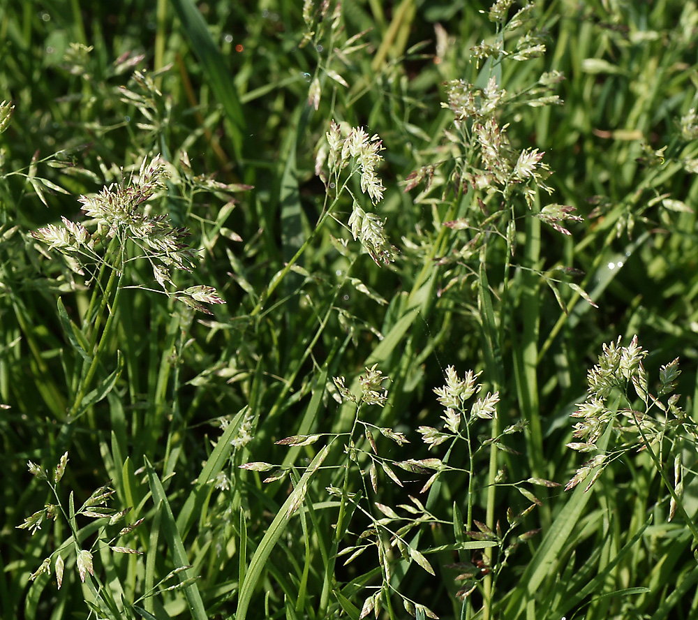 Image of genus Poa specimen.