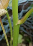 Hibiscus esculentus. Средняя часть побега и основание черешка листа. Германия, г. Крефельд, Ботанический сад. 06.09.2014.
