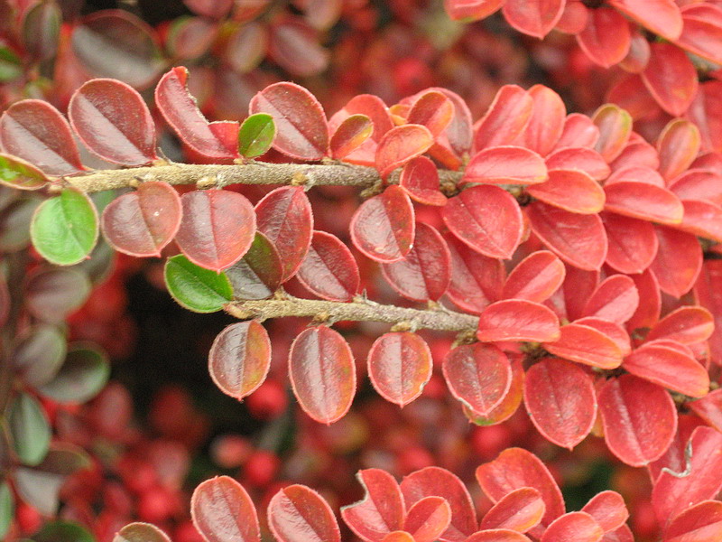 Image of Cotoneaster horizontalis specimen.