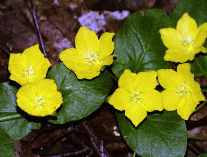 Image of Lysimachia nummularia specimen.