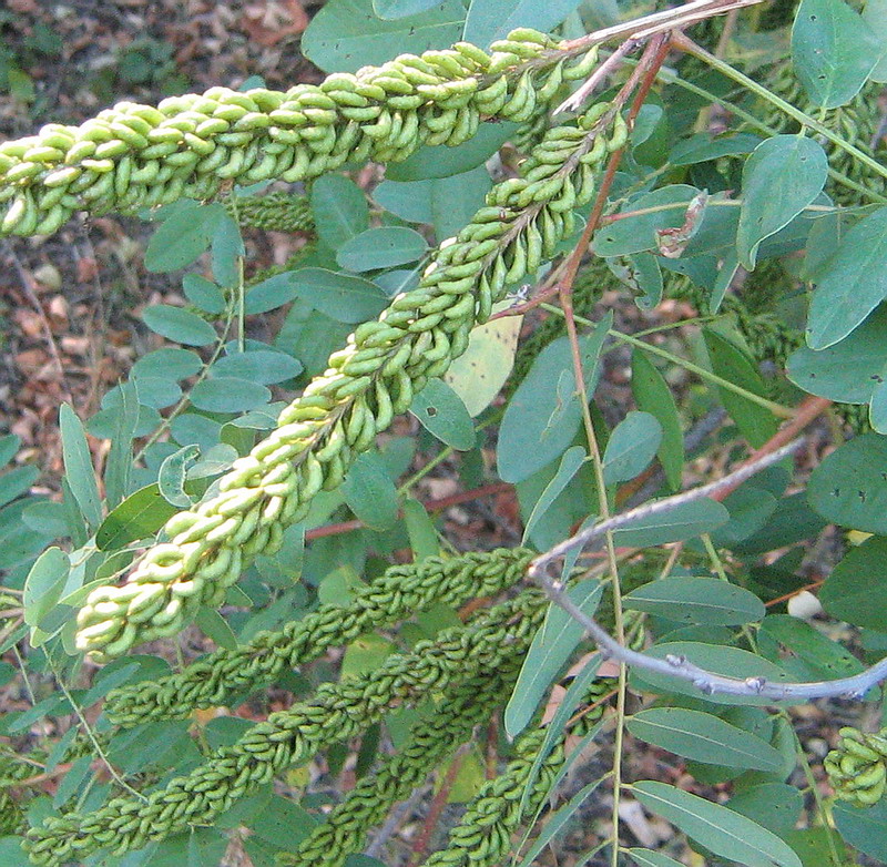 Изображение особи Amorpha fruticosa.