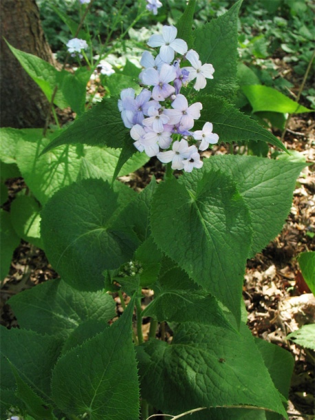 Изображение особи Lunaria rediviva.