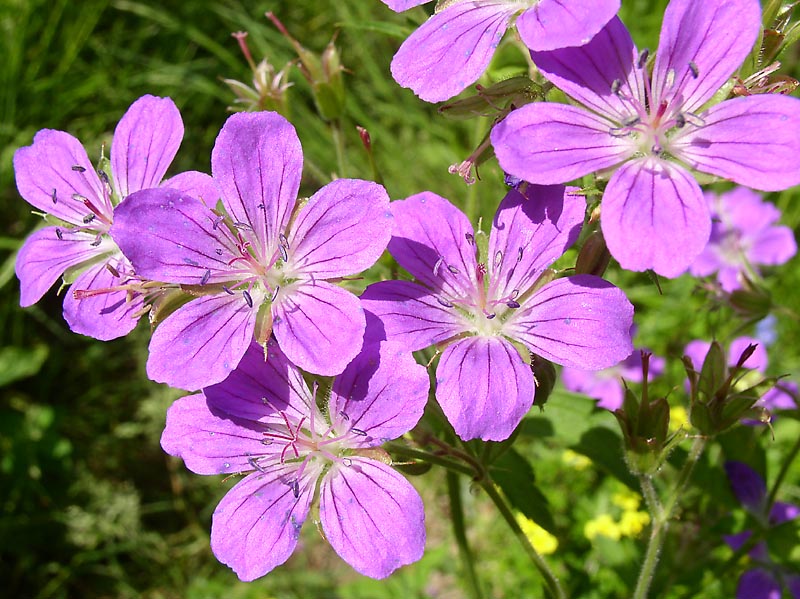 Изображение особи Geranium sylvaticum.