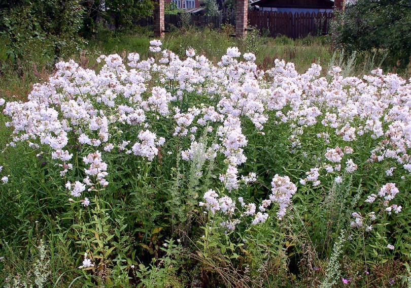 Изображение особи Saponaria officinalis.