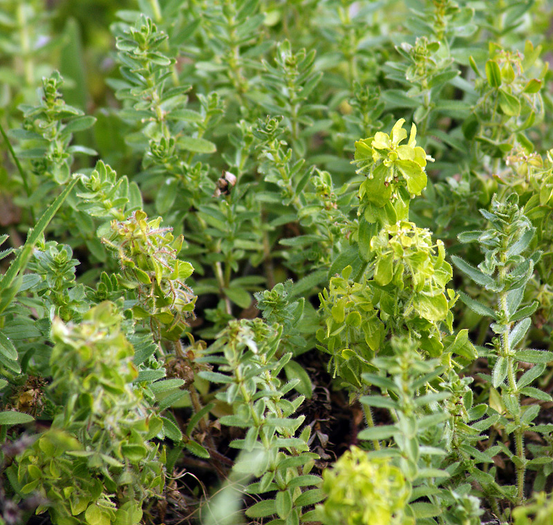 Image of Cruciata taurica specimen.