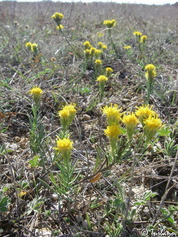 Image of Galatella linosyris specimen.