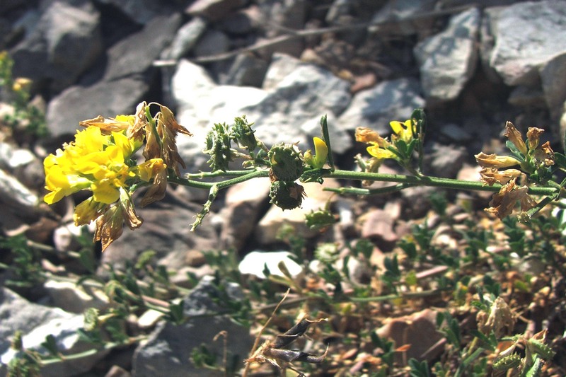 Изображение особи Medicago saxatilis.