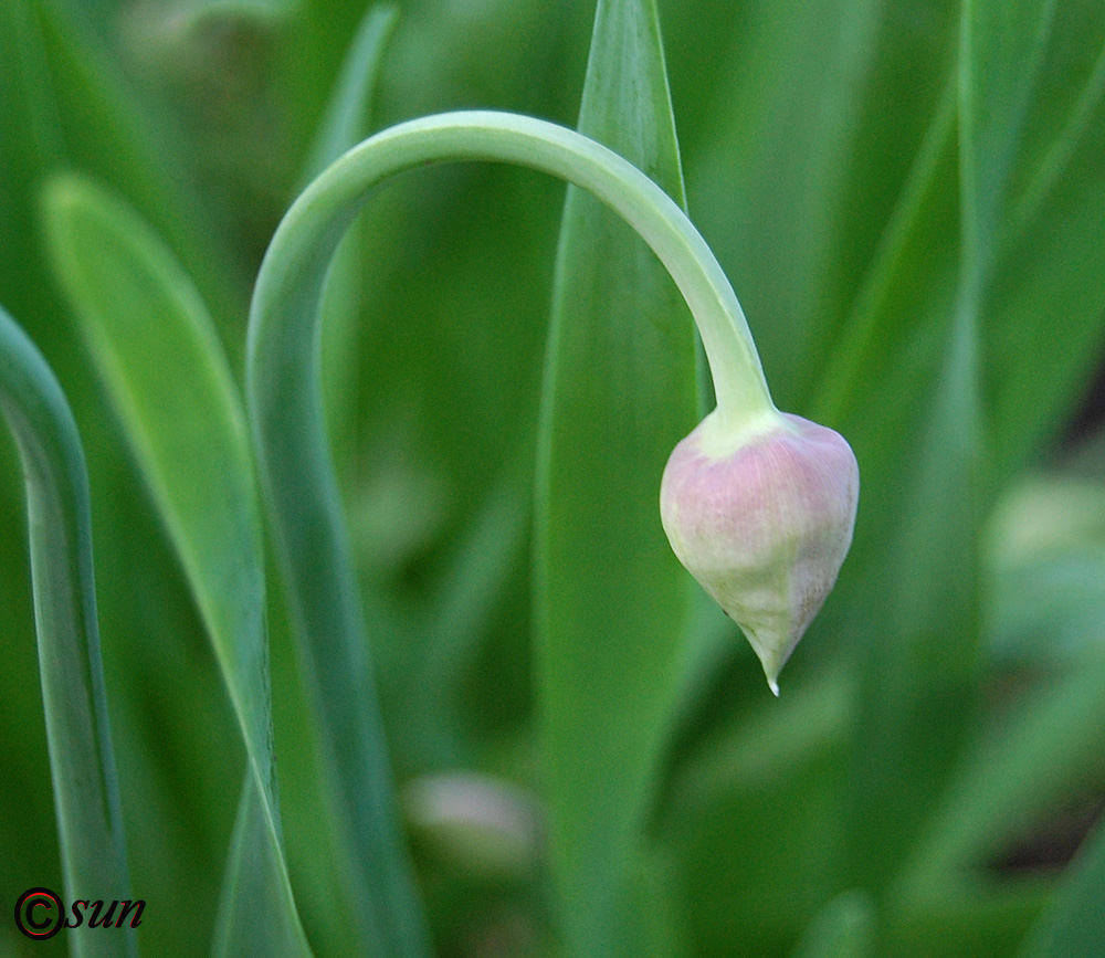 Изображение особи Allium nutans.