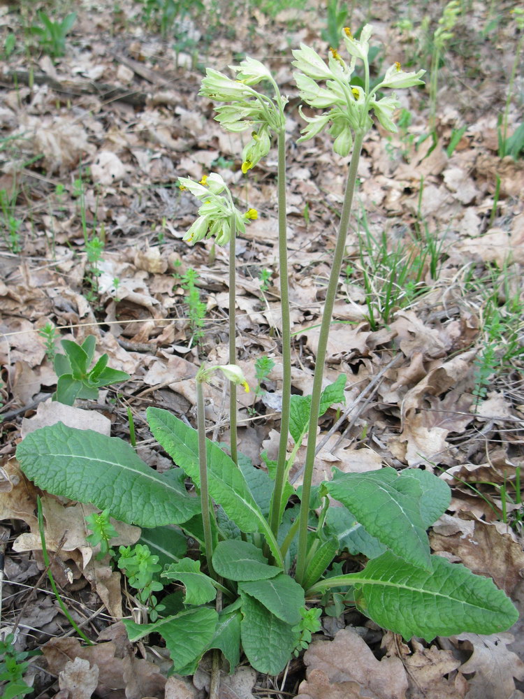 Изображение особи Primula veris.