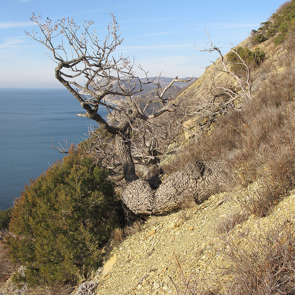 Image of Pistacia mutica specimen.