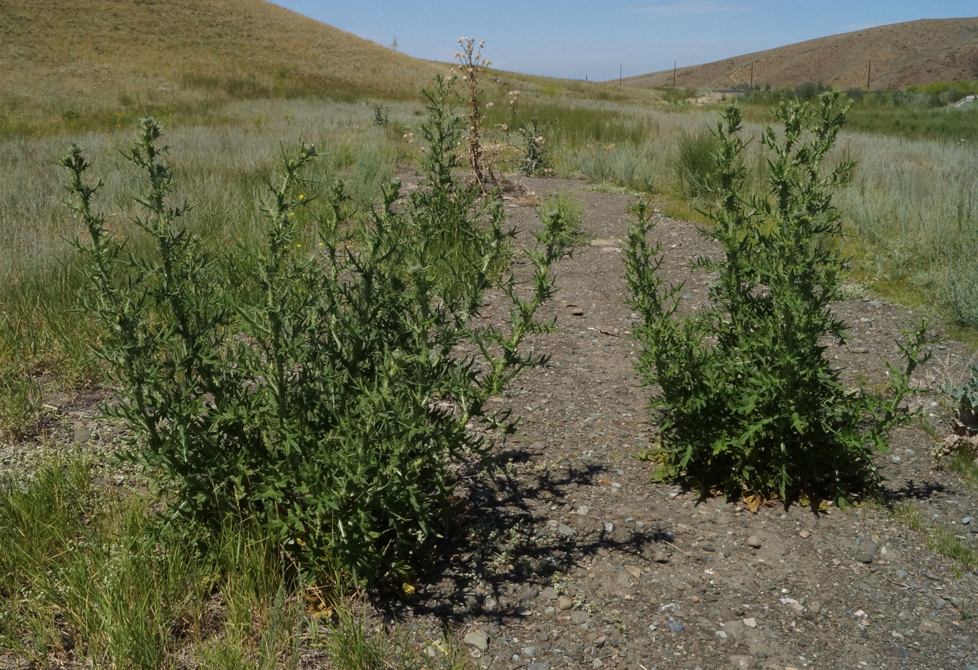 Изображение особи Cirsium vulgare.