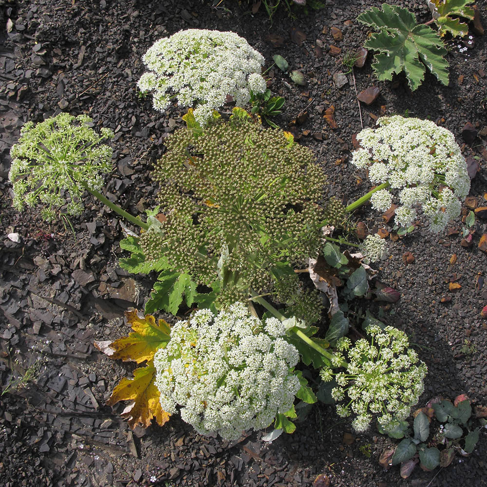 Изображение особи Heracleum leskovii.