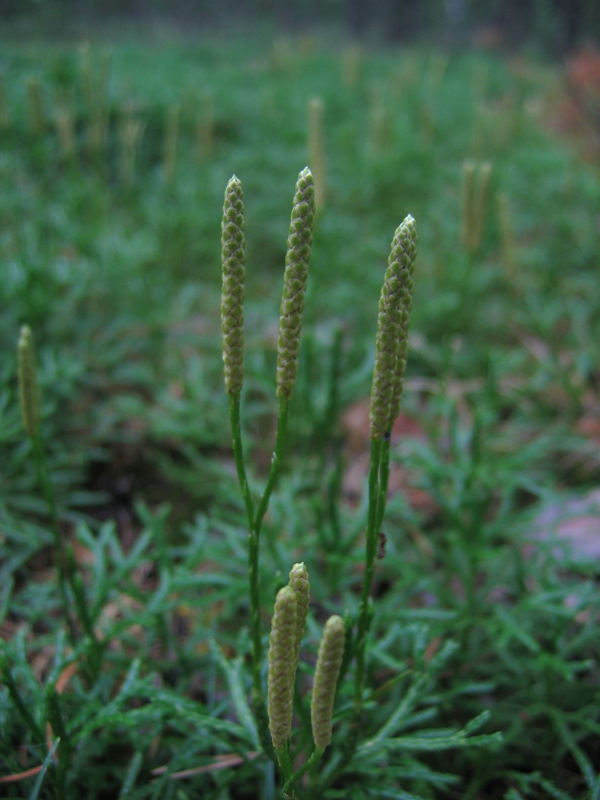 Image of Diphasiastrum complanatum specimen.