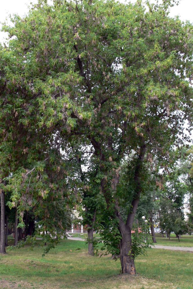 Image of Acer negundo specimen.