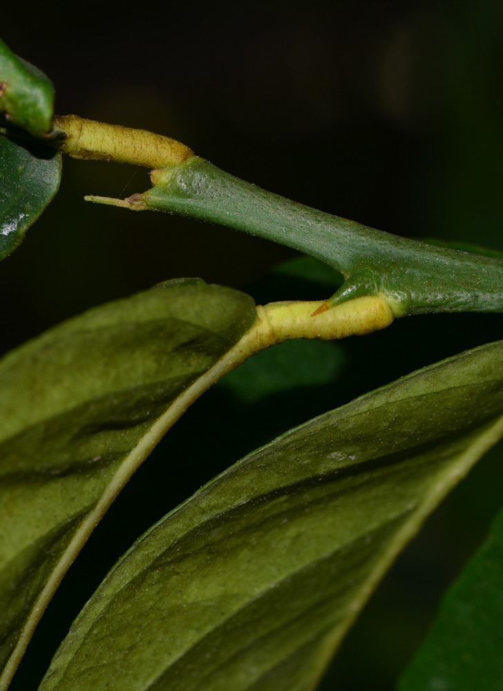 Image of Citrus limon specimen.