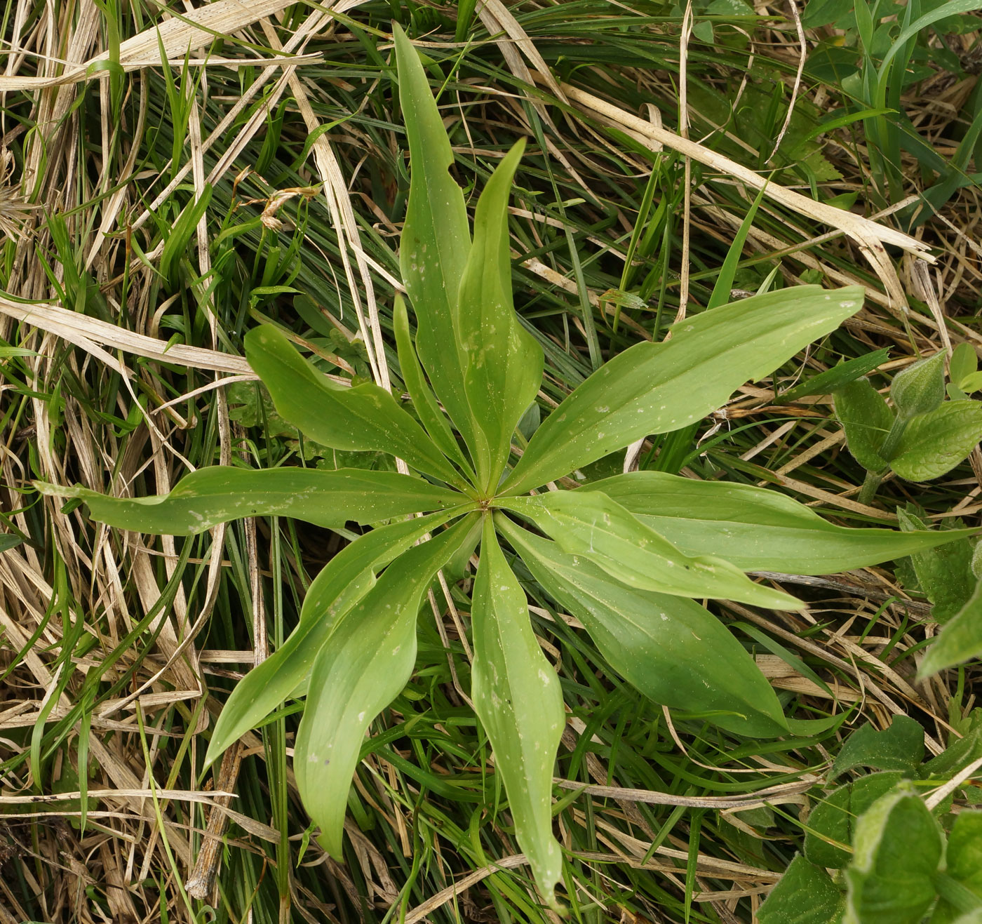 Изображение особи Lilium pilosiusculum.