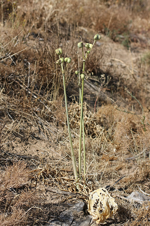 Image of Ungernia sewerzowii specimen.