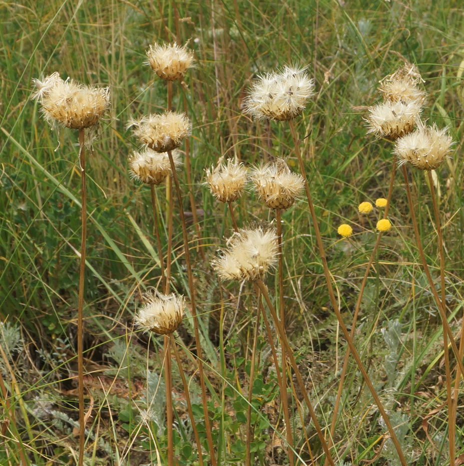 Image of Klasea marginata specimen.