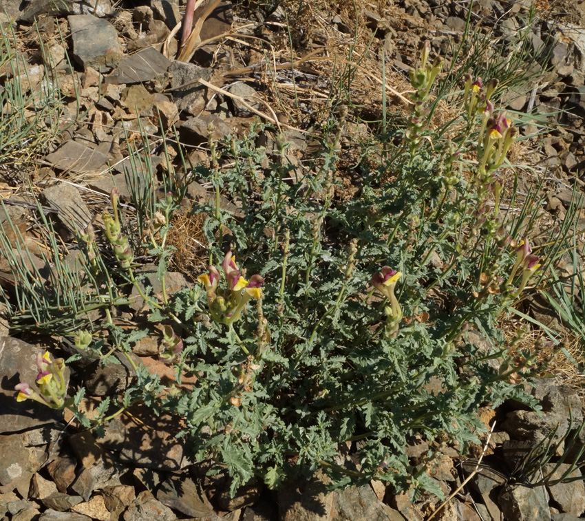 Image of Scutellaria alberti specimen.