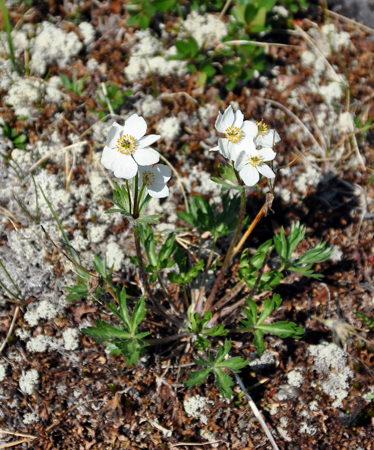 Изображение особи Anemonastrum sibiricum.