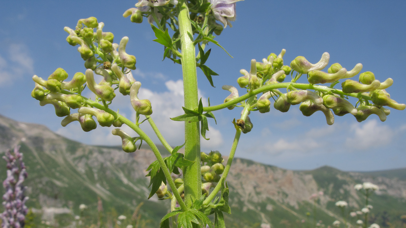 Изображение особи Aconitum orientale.