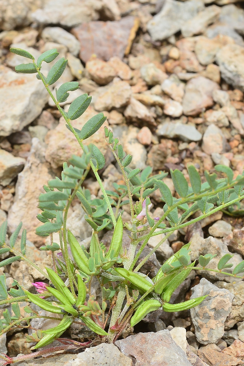 Image of Astragalus psiloglottis specimen.