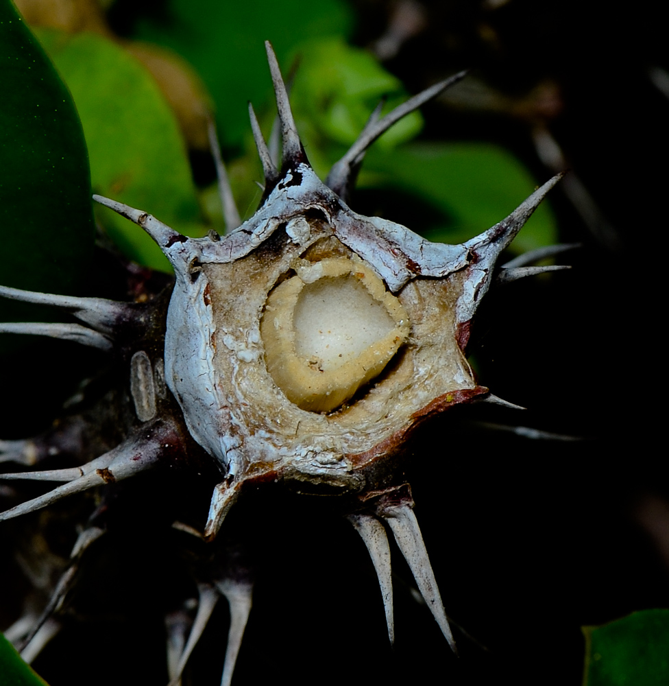 Image of Euphorbia splendens specimen.