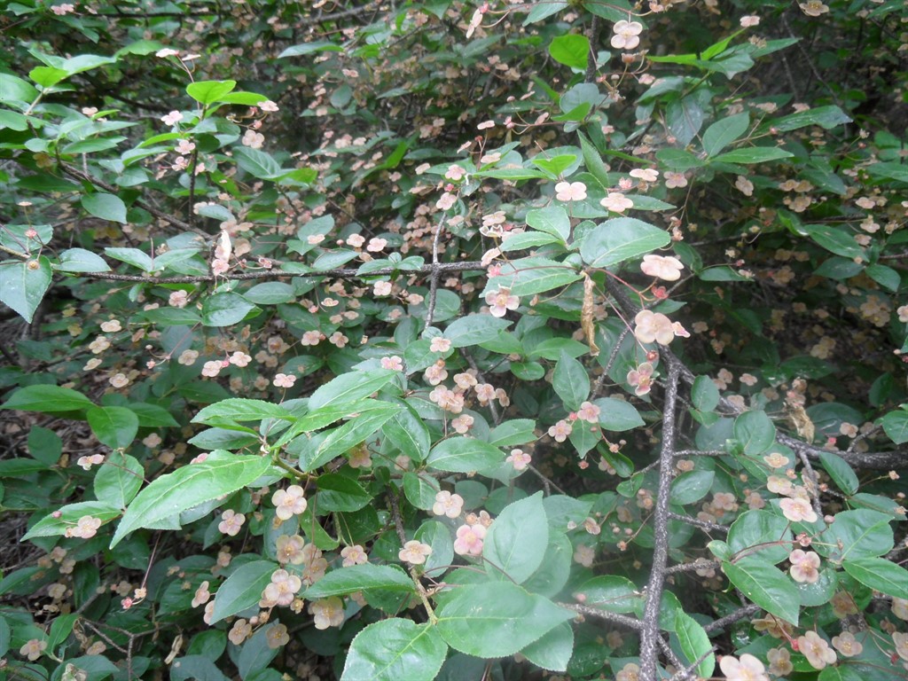 Image of Euonymus verrucosus specimen.