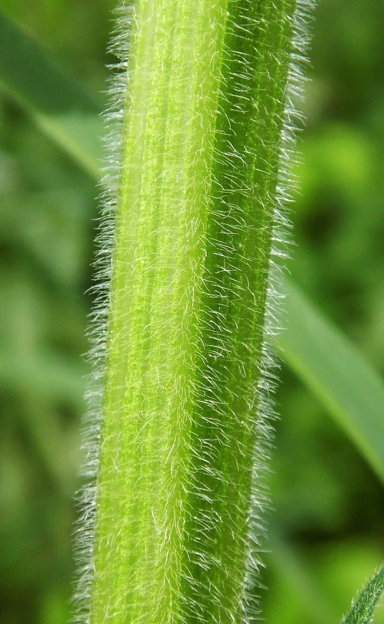 Image of Leonurus quinquelobatus specimen.