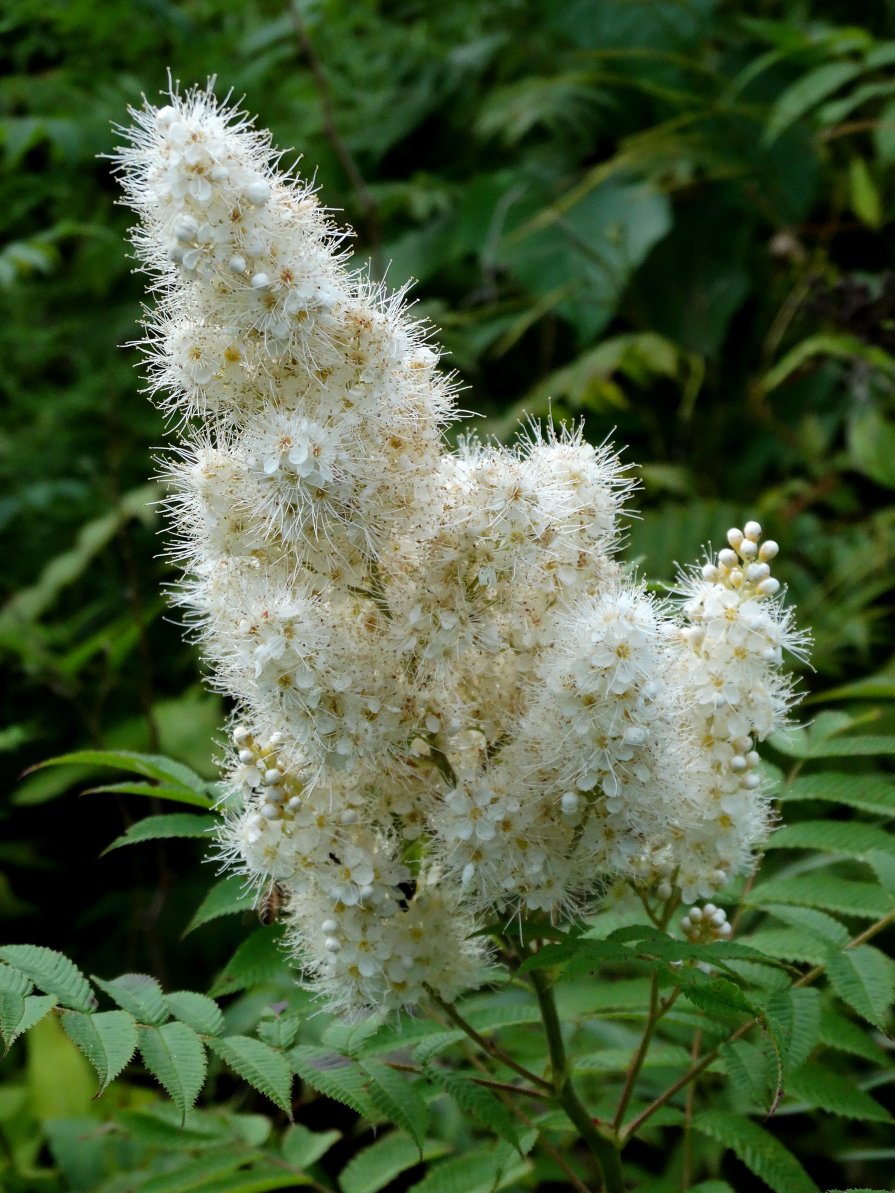 Image of Sorbaria sorbifolia specimen.