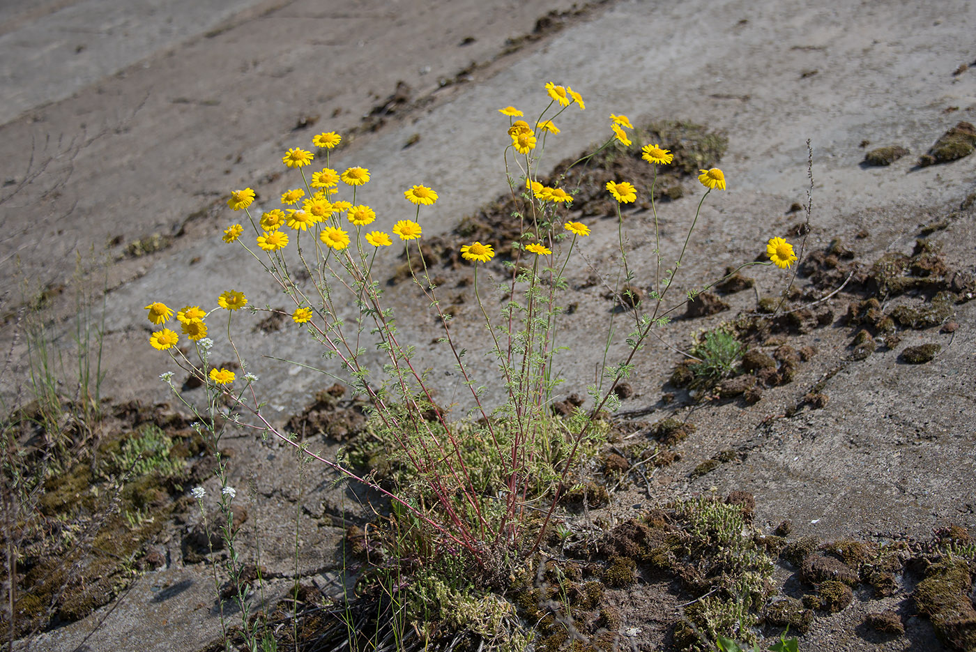 Изображение особи Anthemis tinctoria.