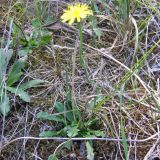 Hypochaeris radicata