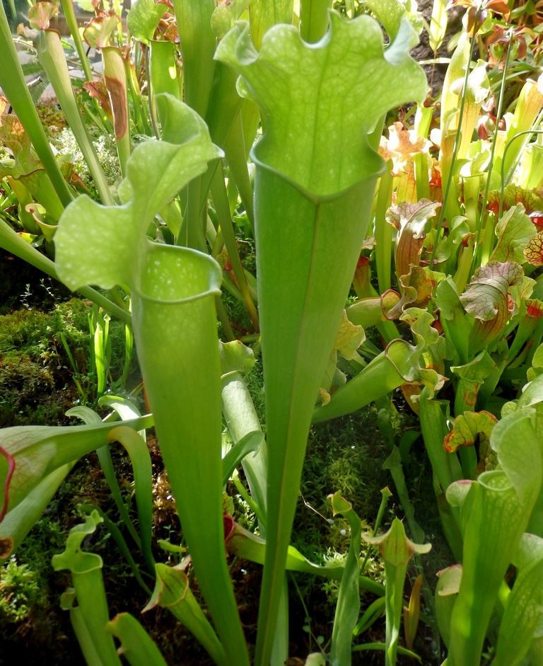 Изображение особи Sarracenia leucophylla.