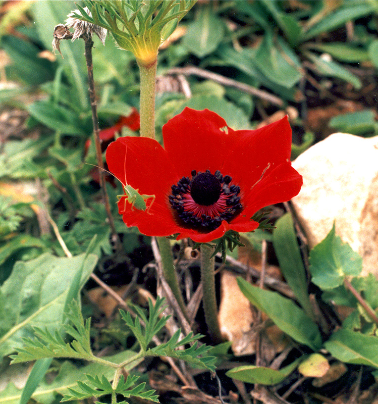 Image of Anemone coronaria specimen.