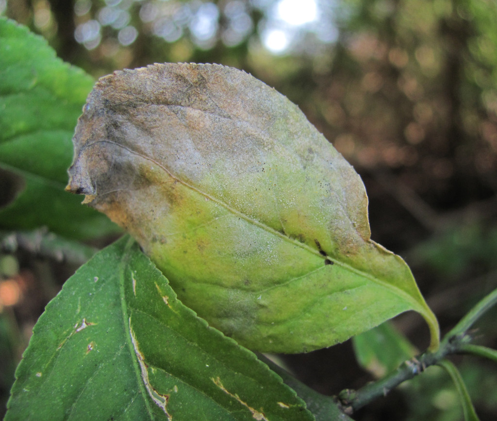 Изображение особи Euonymus europaeus.